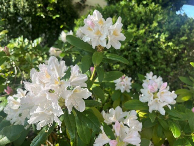 2025.4.29 Garten (16)
