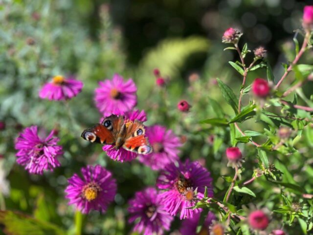 2025.09.18 Herbst, Godi (13)
