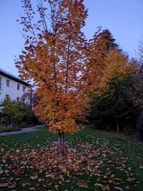 PXL_20251015_164459179