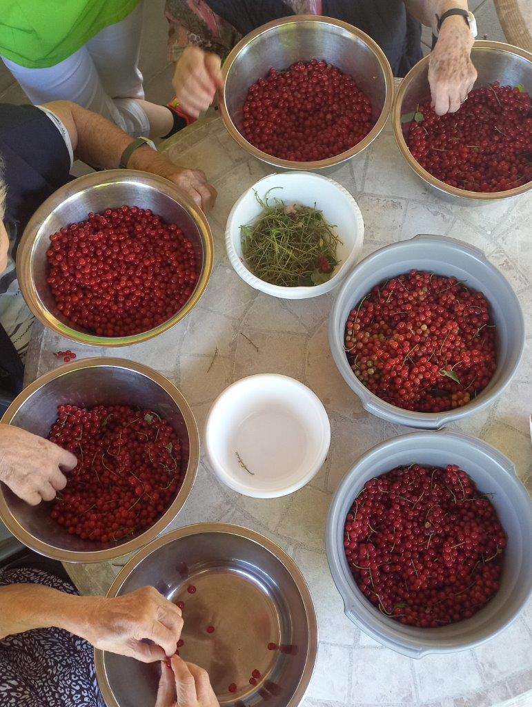 Johannisbeeren